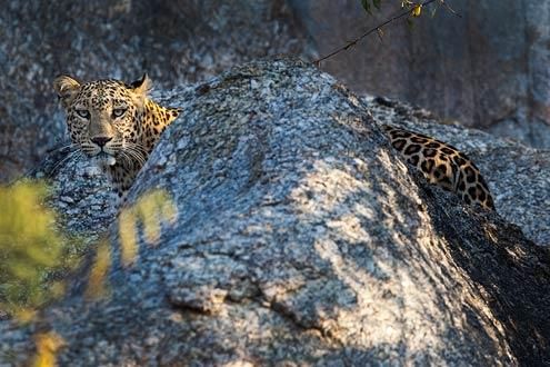 Leopard Safari in the Jawai 
