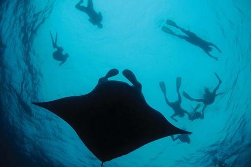 Swim with manta rays