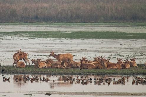 Safaris in Dudhwa National Park