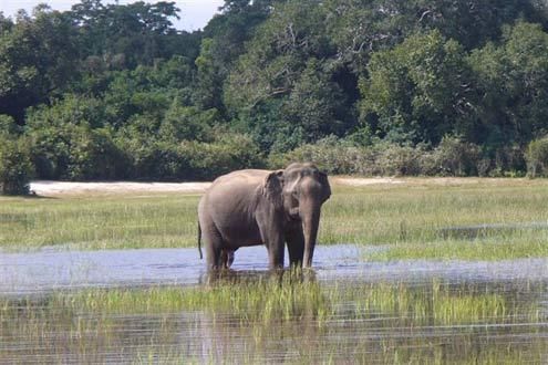 Sri Lanka's Big Mammals
