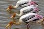Sri Lanka's Birds