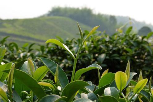 Tea Plantations in Chiang Rai