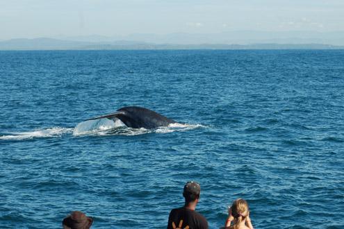 Whale watching, Mirissa