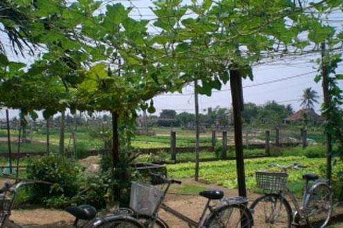 Tra Que Herb Village cycling