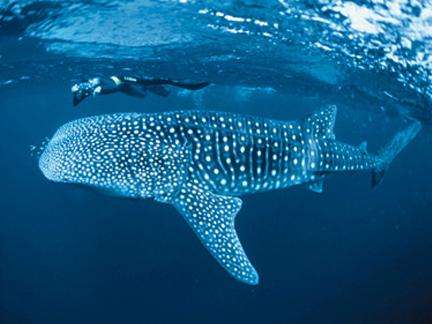 Diving with Whale Sharks in Koh Tao