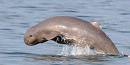 16-irawaddy-on-file1 The Elusive Irrawaddy Dolphin