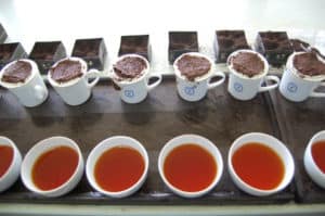 tea-samples-brewed-and-ready