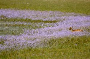 Deer at Wilpattu