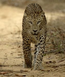 Leopard in Wilapttu