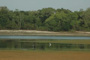 a 'vilu' in Wilpattu