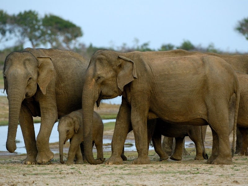 herd of elephants with a water body behind them. the bigger elephants are protecting the baby