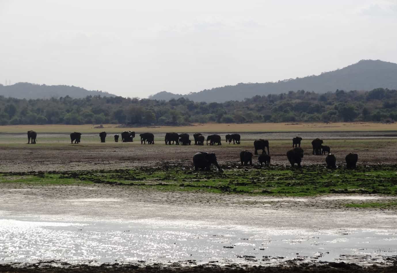 Elephant gathering in Sri Lanka