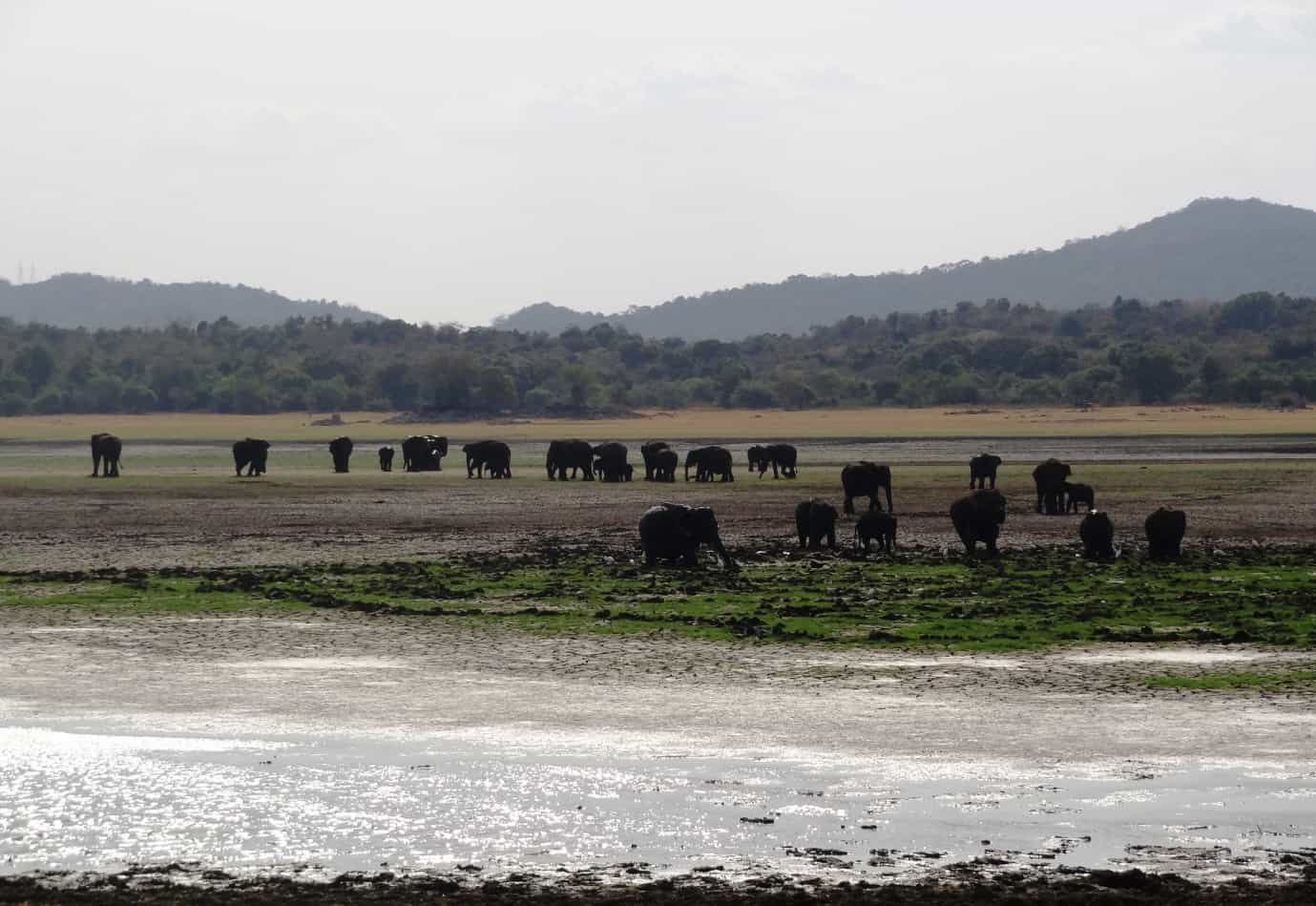 Elephant gathering in Sri Lanka