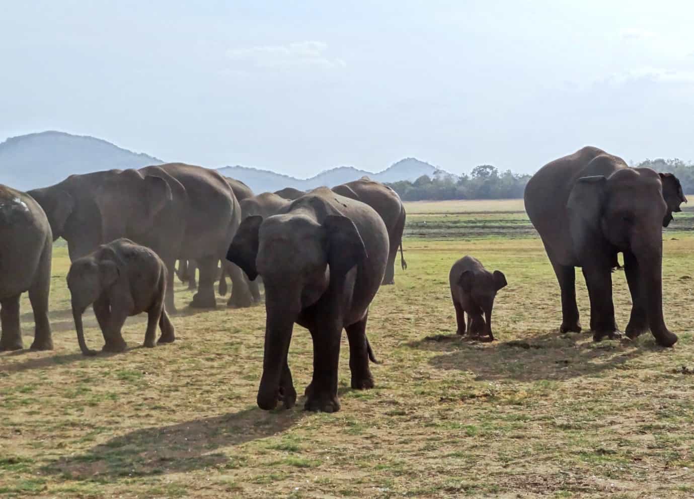wild elephants walking on steppes in their natural habitat