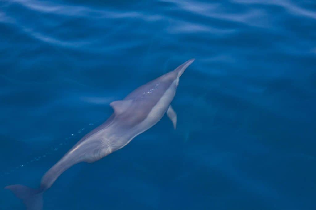 A Dolphin underwater in the Maldives