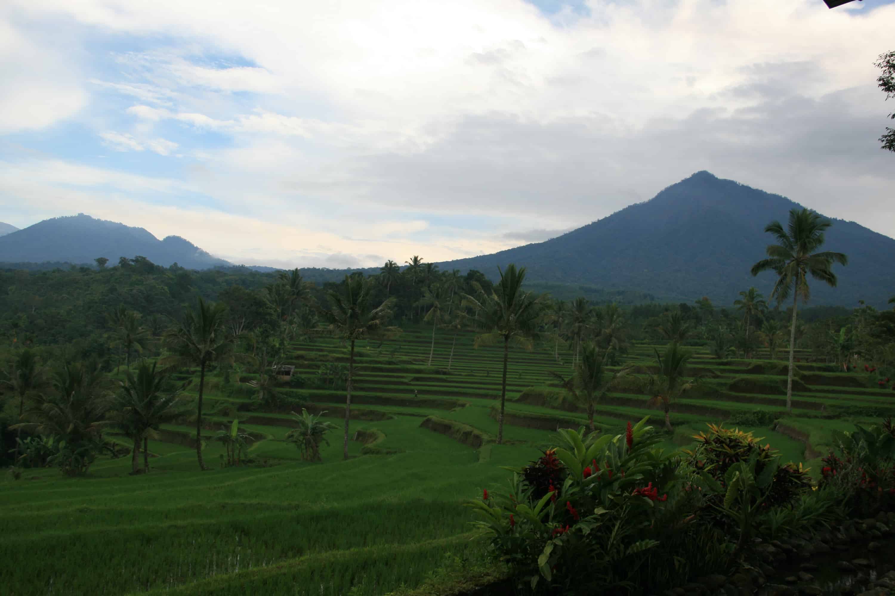 rice paddy fields in Indonesia with mountains in the background views from Iljen resort