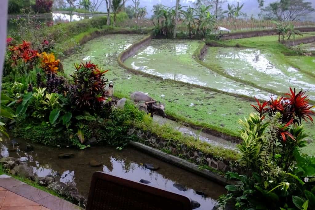 Ijen resort 2