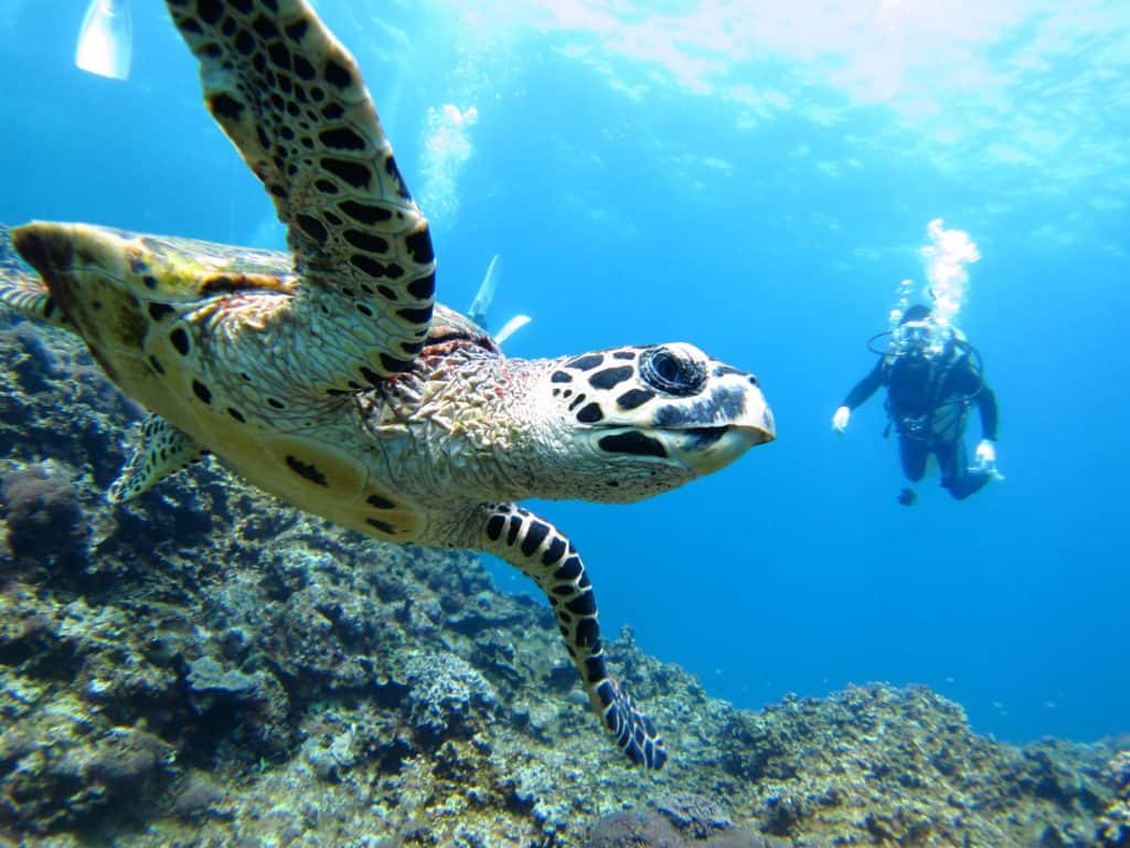 Turtle in Borneo