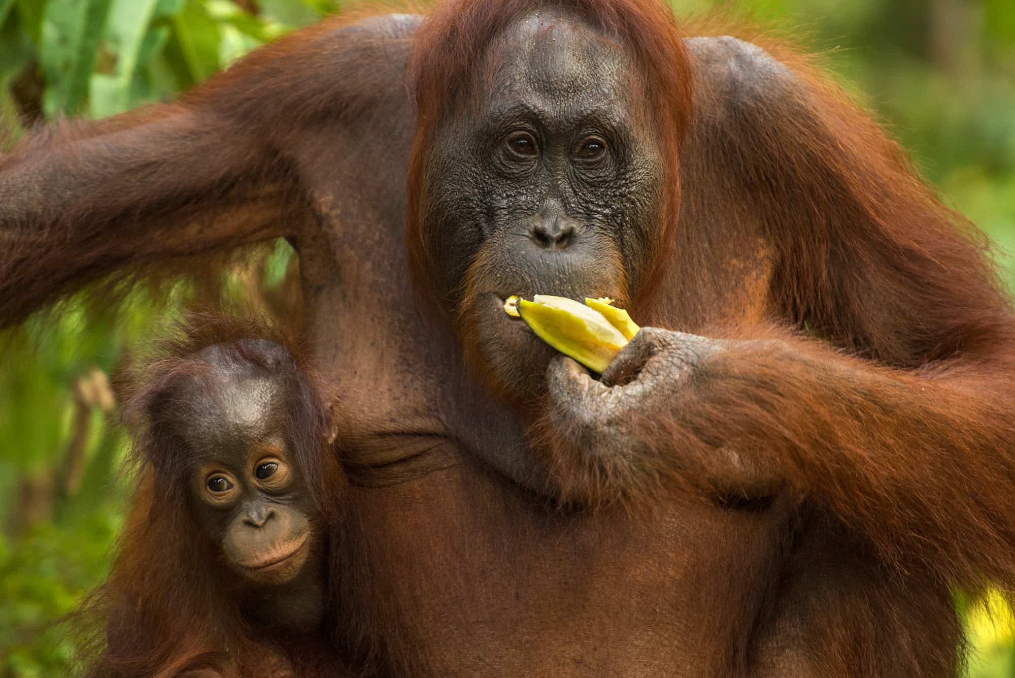 Borneo Orangutan Female and Baby