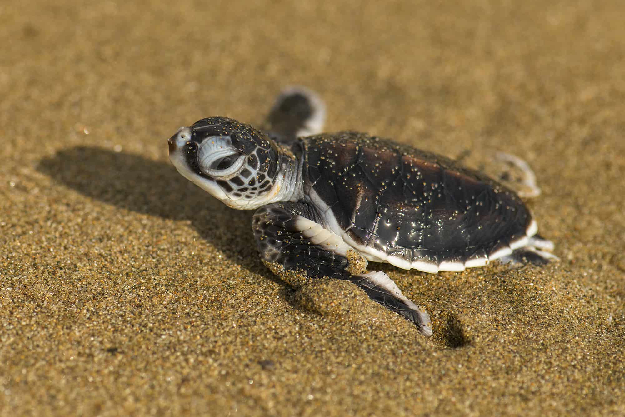 A baby turtle on the beaches of Oman