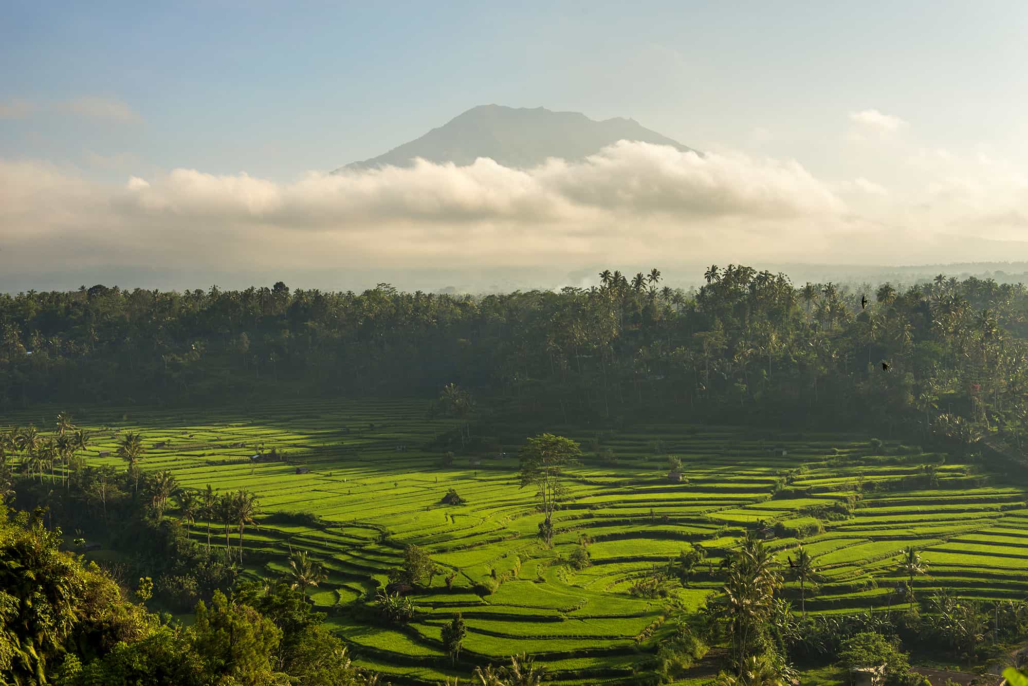 Mahagiri Rice paddy in the morning with clouds covering the base of a hill in the distance