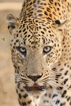Leopard - Sri Lanka