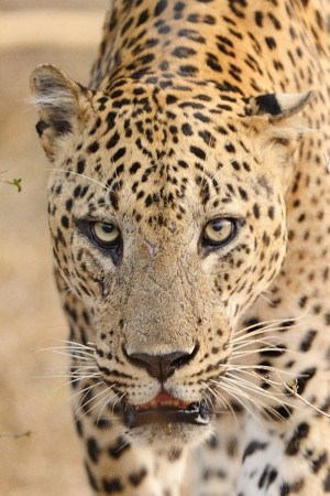 Leopard - Sri Lanka