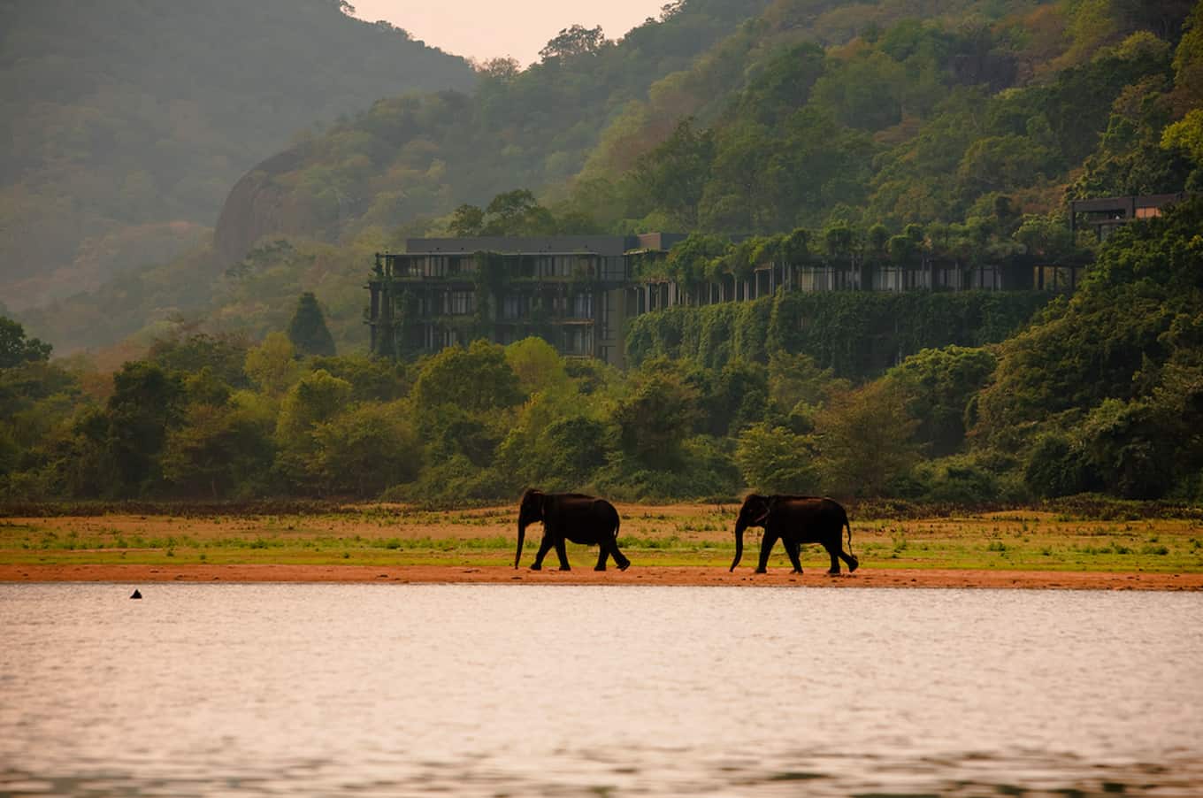 Two Elephants walking between a lake and the Kandalama hotel in Dambulla which is surrounded by hills and forests