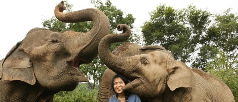 lek2elephants