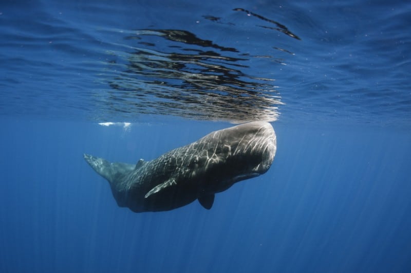 Sperm Whale in Sri Lanka