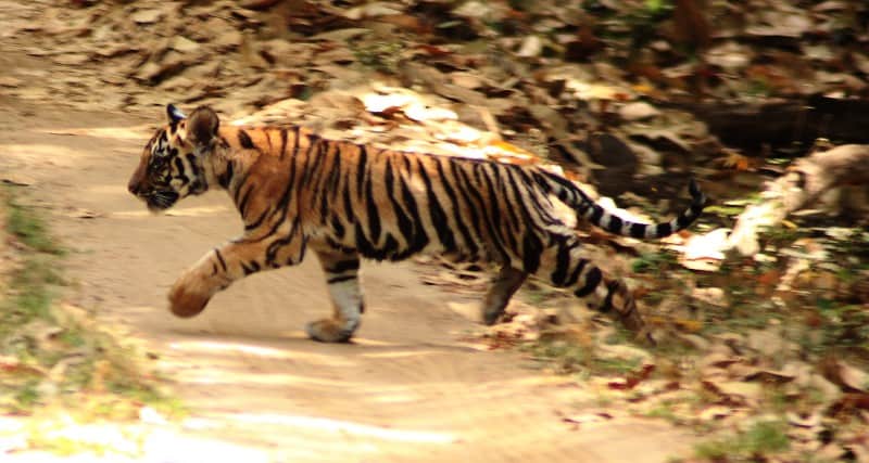 tiger-cub----kanha_5180708287_o