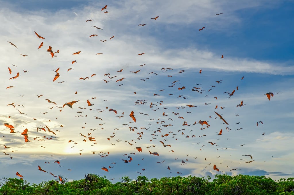 Flying foxes