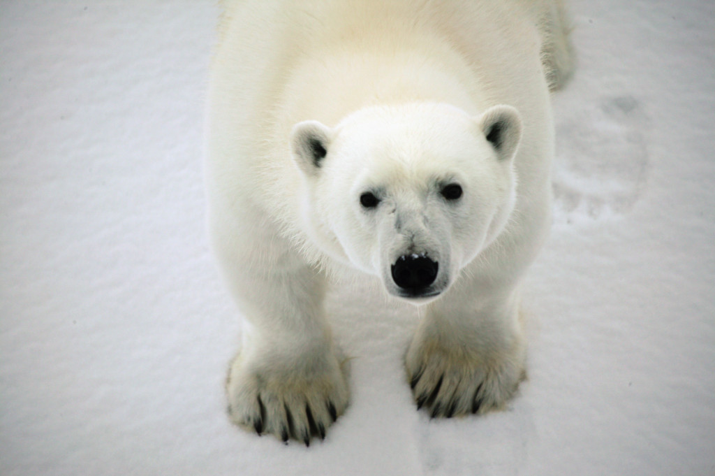 Polar bear