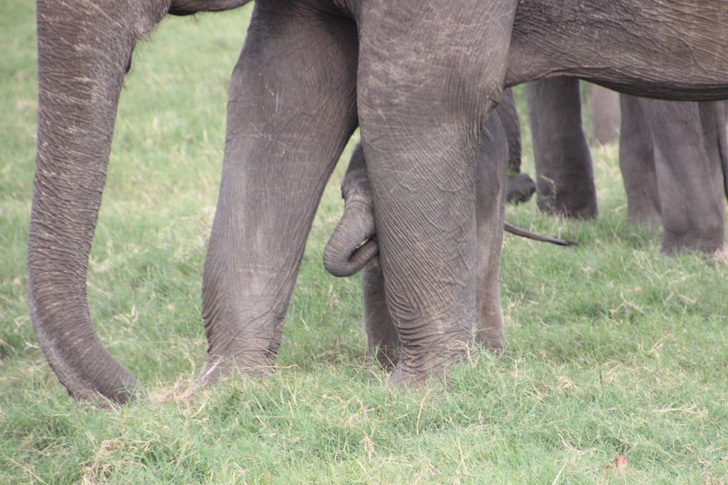 Mother and Baby Elephant at Wilpattu National Park taken by ETG traveller Michele Summer 2015