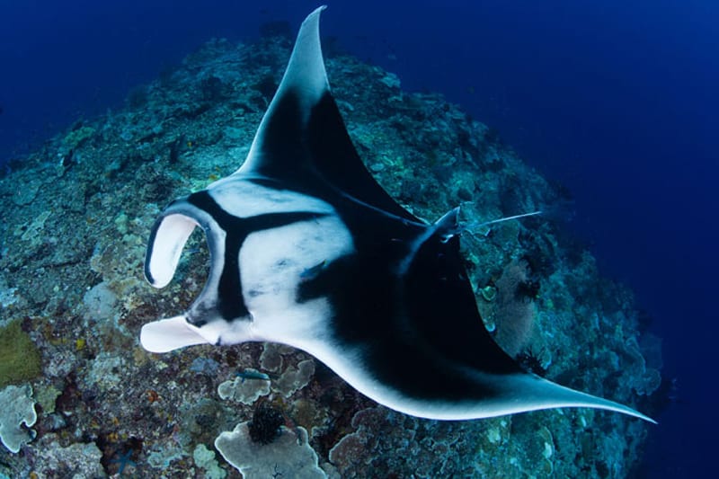 MER.Oceanic.Manta.Shawn.Heinrichs.w BLOG