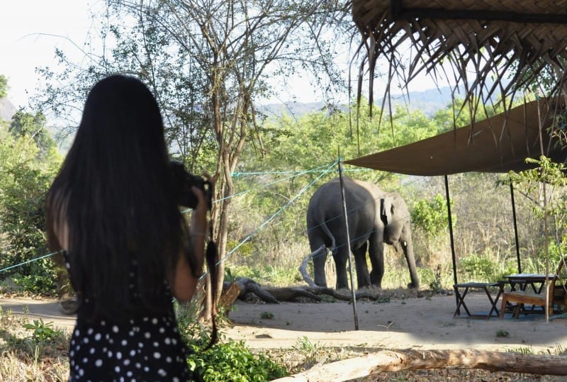 an elephant stumbles across a lodge in natural surroundings