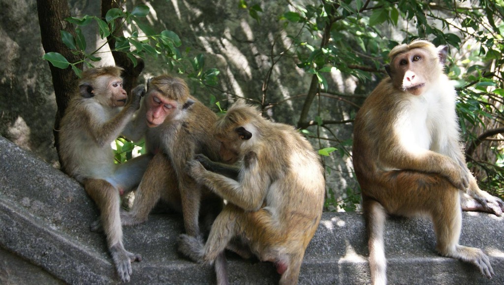 I rather love this photo taken by Joaquim whilst on holiday to Sri Lanka. If the monkeys were replaced by humans it would look like an 18th century family portrait. Wonderful characters captured. 