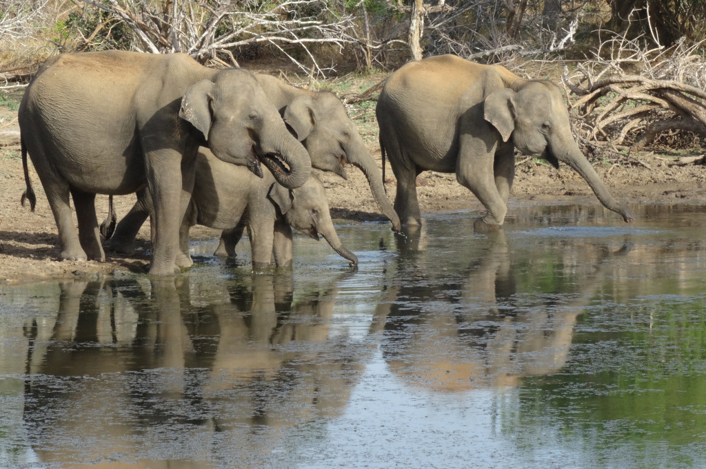 I love the way that the water reflects the family of elephants in this shot. Their trunks extending out as if to touch their own reflection is rather beautiful. Well done to Nikki who took this photo whilst on holiday with ETG to Sri Lanka. 