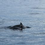 two dolphins swim next to each other in the ocean with their fins above water