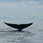 the tail of a whale just before it submerges below the water