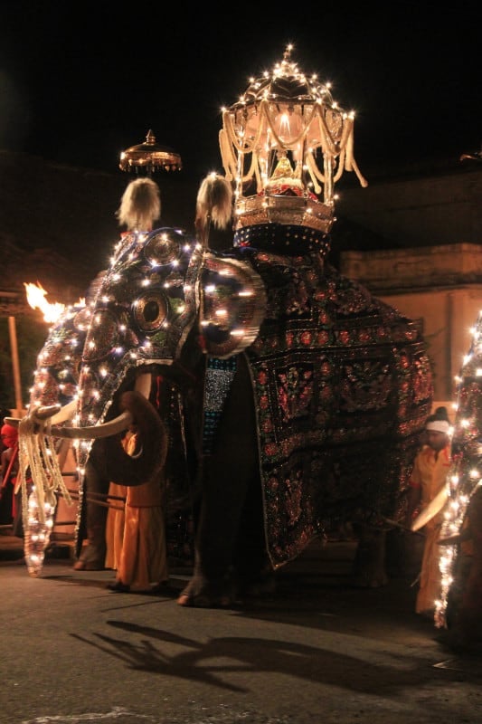 A decorated elephant in the Kandy Esala Perahera