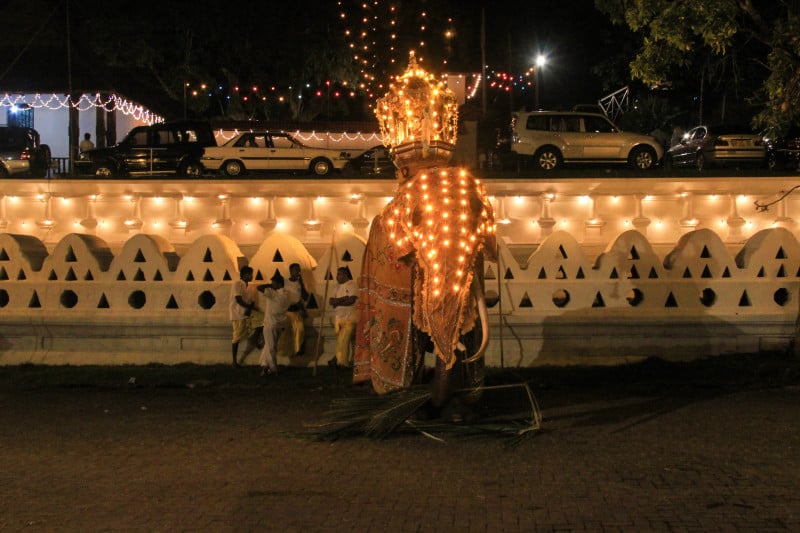 An elephant at the Kandy Perahera