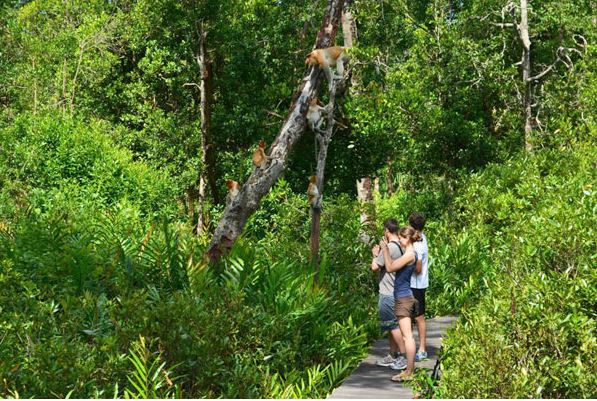 2Proboscis Monkeys which are endemic to Borneo