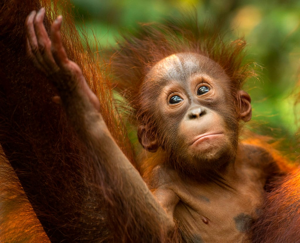 Onwijs How to spot orangutans in Borneo - Experience Travel Group Blog JS-14