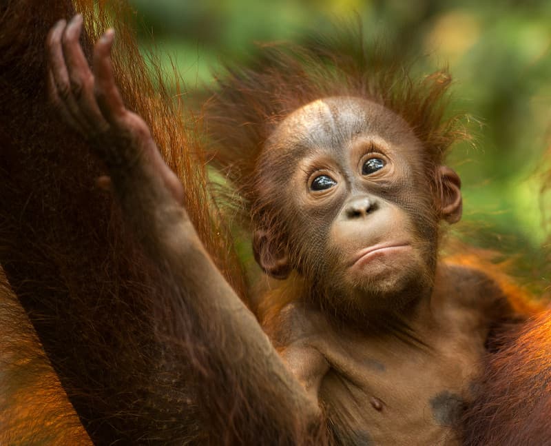 Borneo Orangutan Baby holding it's mother