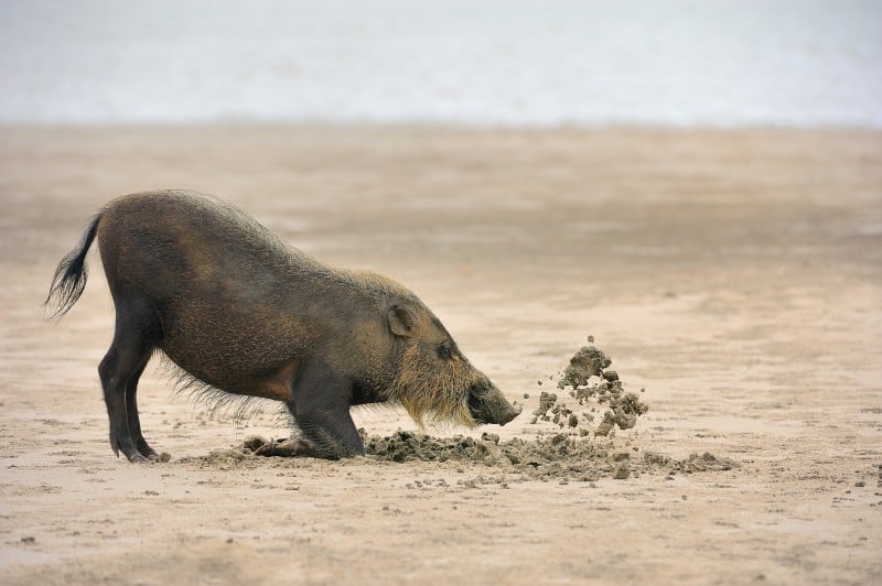 Bearded pig digging up the beach of Bako National Park looking for food