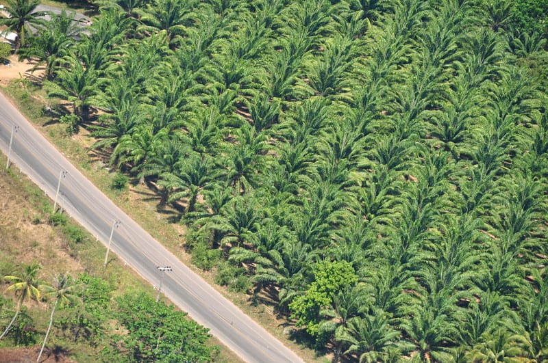 Oil palm plantation in the south of Thailand.