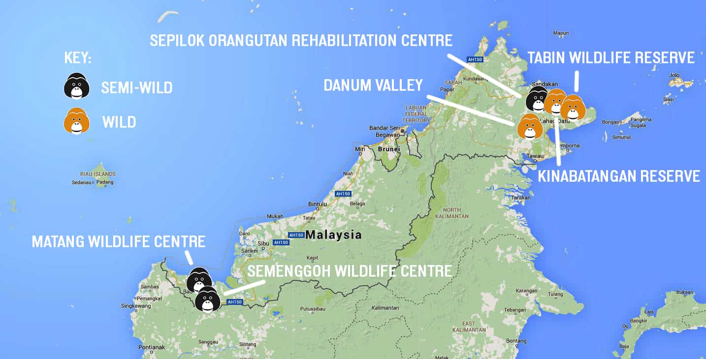 Orangutan map with locations around borneo