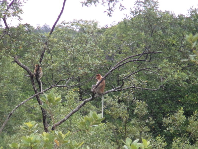 A Proboscis Monkey sitting in a tree with its tail hanging down