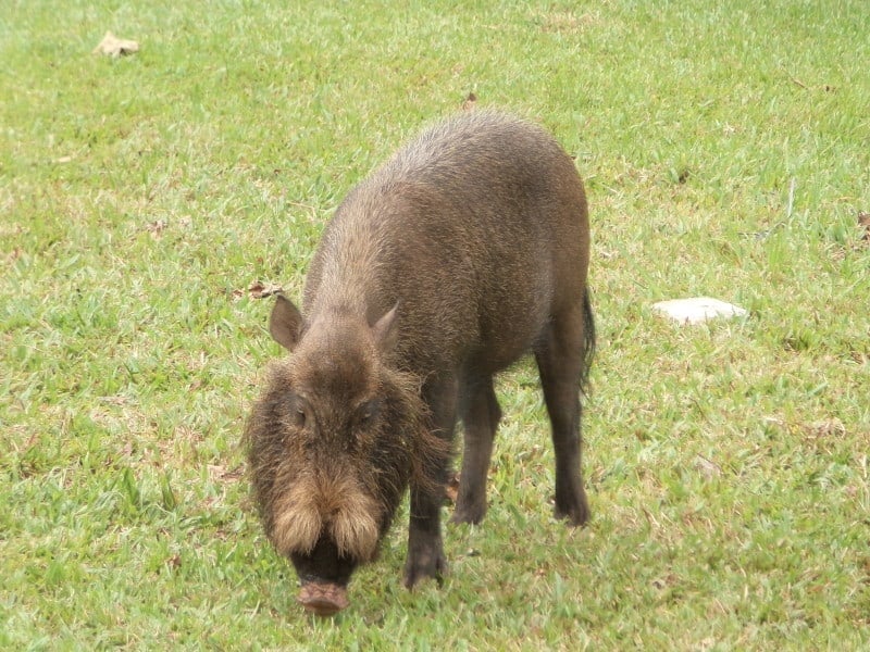 Bearded pig in Bako National Park, Sarawak